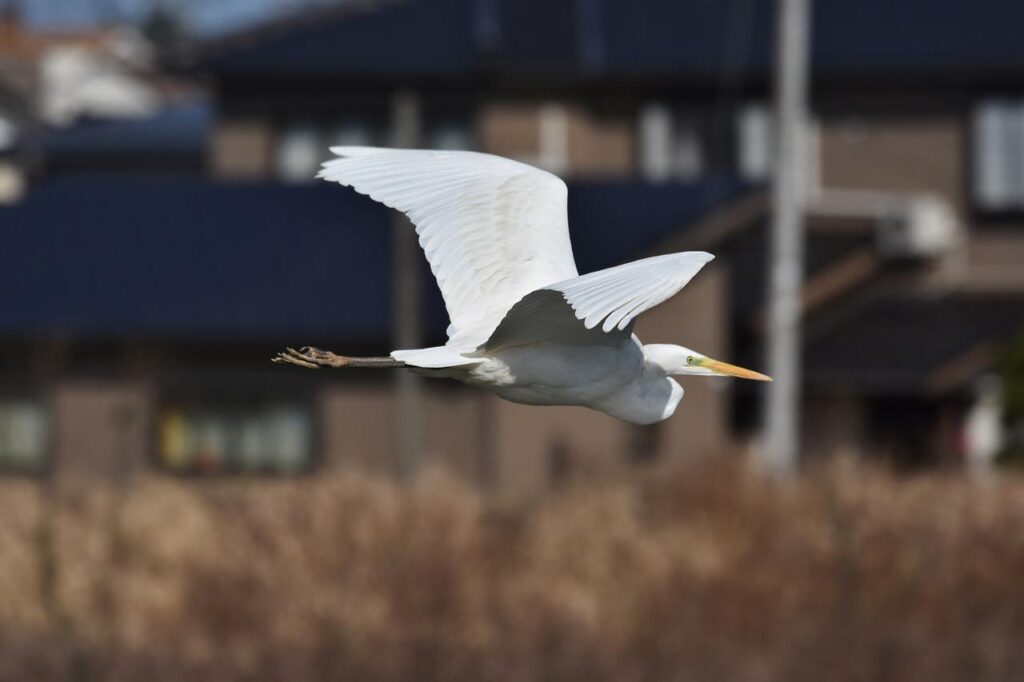 まっすぐ飛ぶ白い鳥